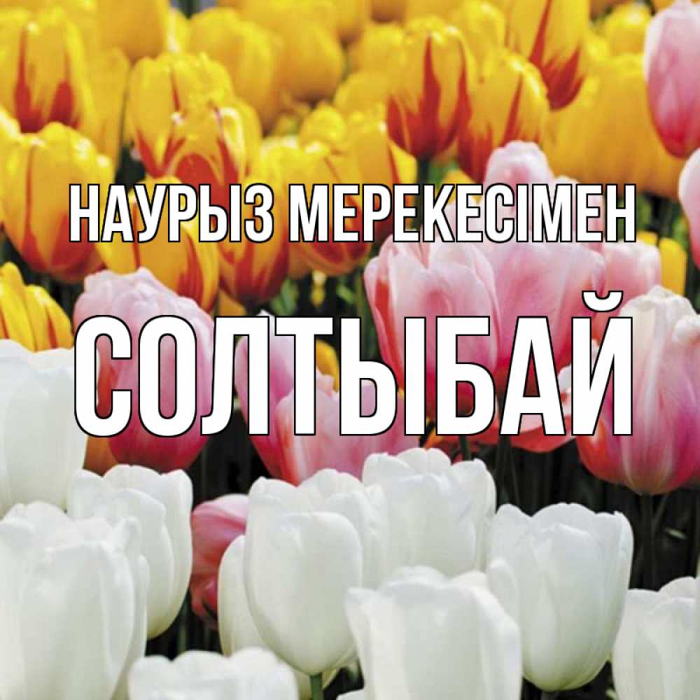 Күн сайын ашық хат с именем, СОЛТЫБАЙ Наурыз мерекесімен разноцветные цветы Онлайн тегін жүктеп алу тілектері бар керемет карта 
