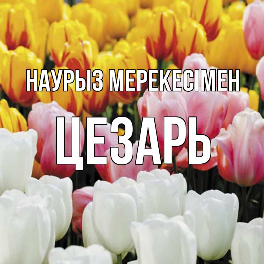 Күн сайын ашық хат с именем, Цезарь Наурыз мерекесімен разноцветные цветы Онлайн тегін жүктеп алу тілектері бар керемет карта 