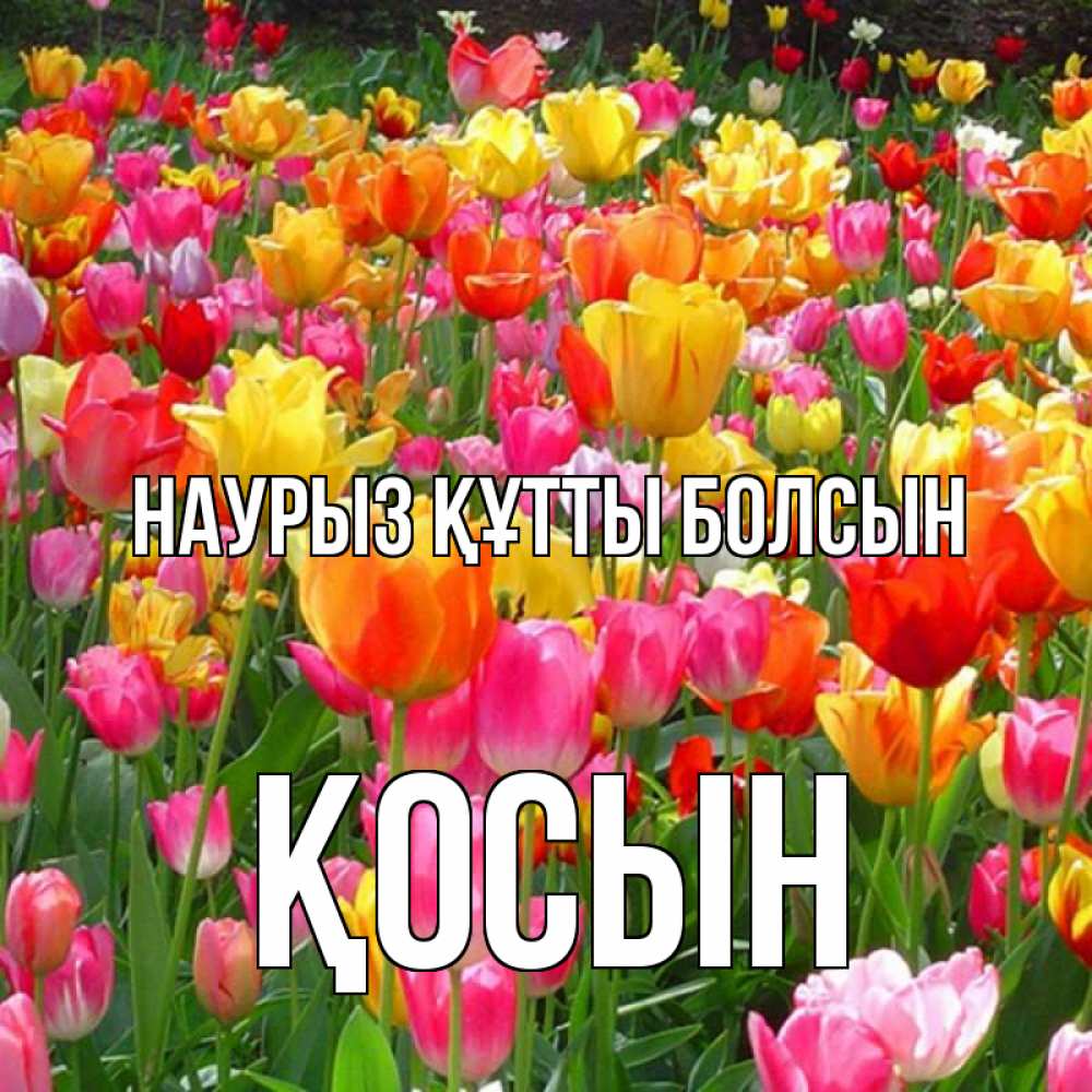 Күн сайын ашық хат с именем, ҚОСЫН Наурыз құтты болсын на наурыз  ура ура Онлайн тегін жүктеп алу тілектері бар керемет карта 