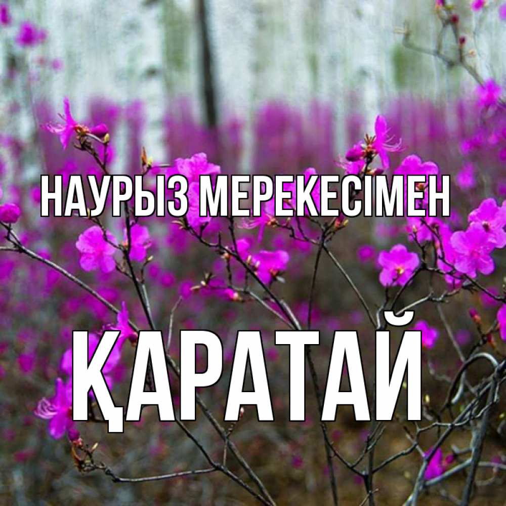 Күн сайын ашық хат с именем, Қаратай Наурыз мерекесімен дикие цветы Онлайн тегін жүктеп алу тілектері бар керемет карта 