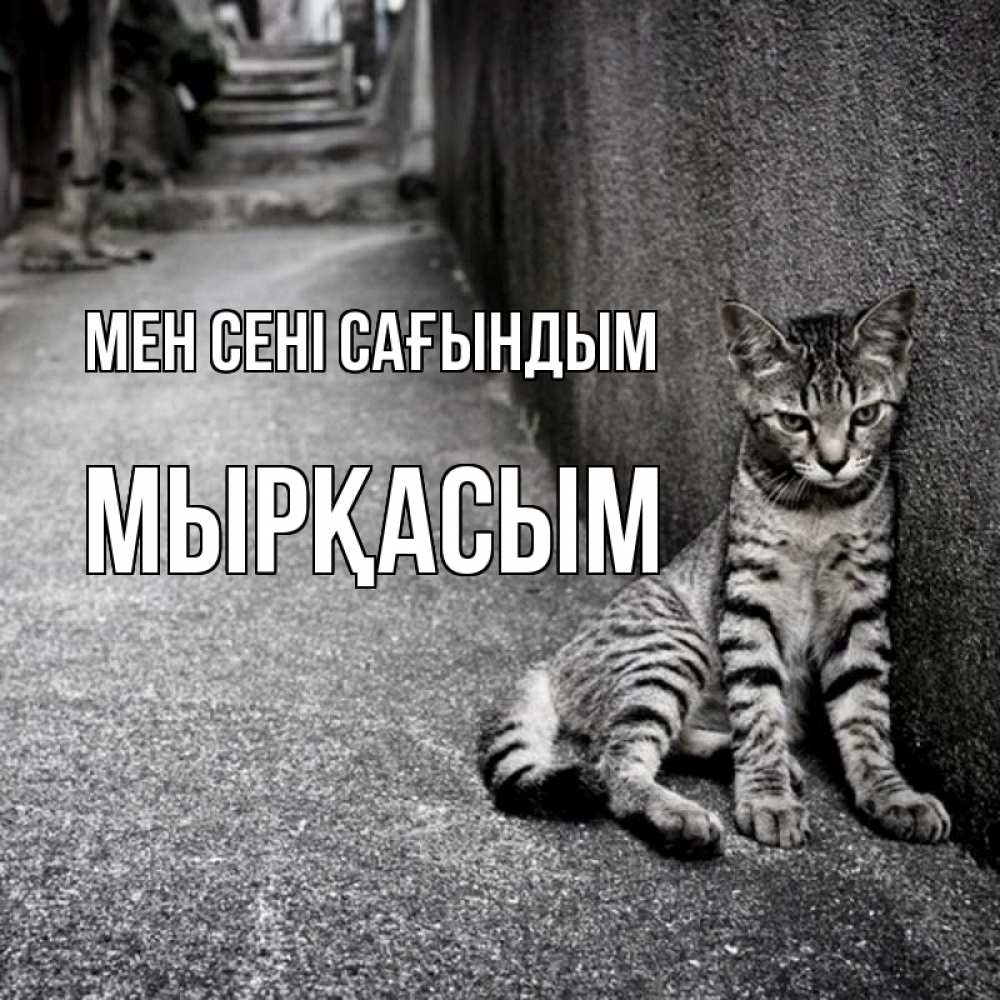Күн сайын ашық хат с именем, МЫРҚАСЫМ Мен сені сағындым одиноко котику Онлайн тегін жүктеп алу тілектері бар керемет карта 