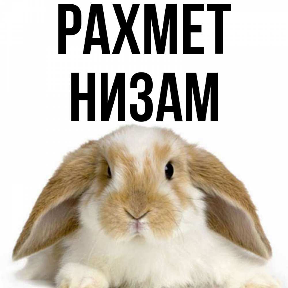 Күн сайын ашық хат с именем, НИЗАМ рахмет коричнево белый заяц Онлайн тегін жүктеп алу тілектері бар керемет карта 