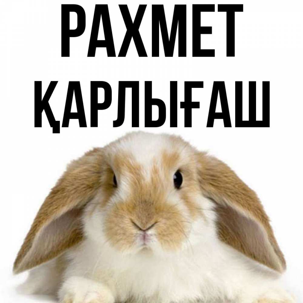 Күн сайын ашық хат с именем, ҚАРЛЫҒАШ рахмет коричнево белый заяц Онлайн тегін жүктеп алу тілектері бар керемет карта 