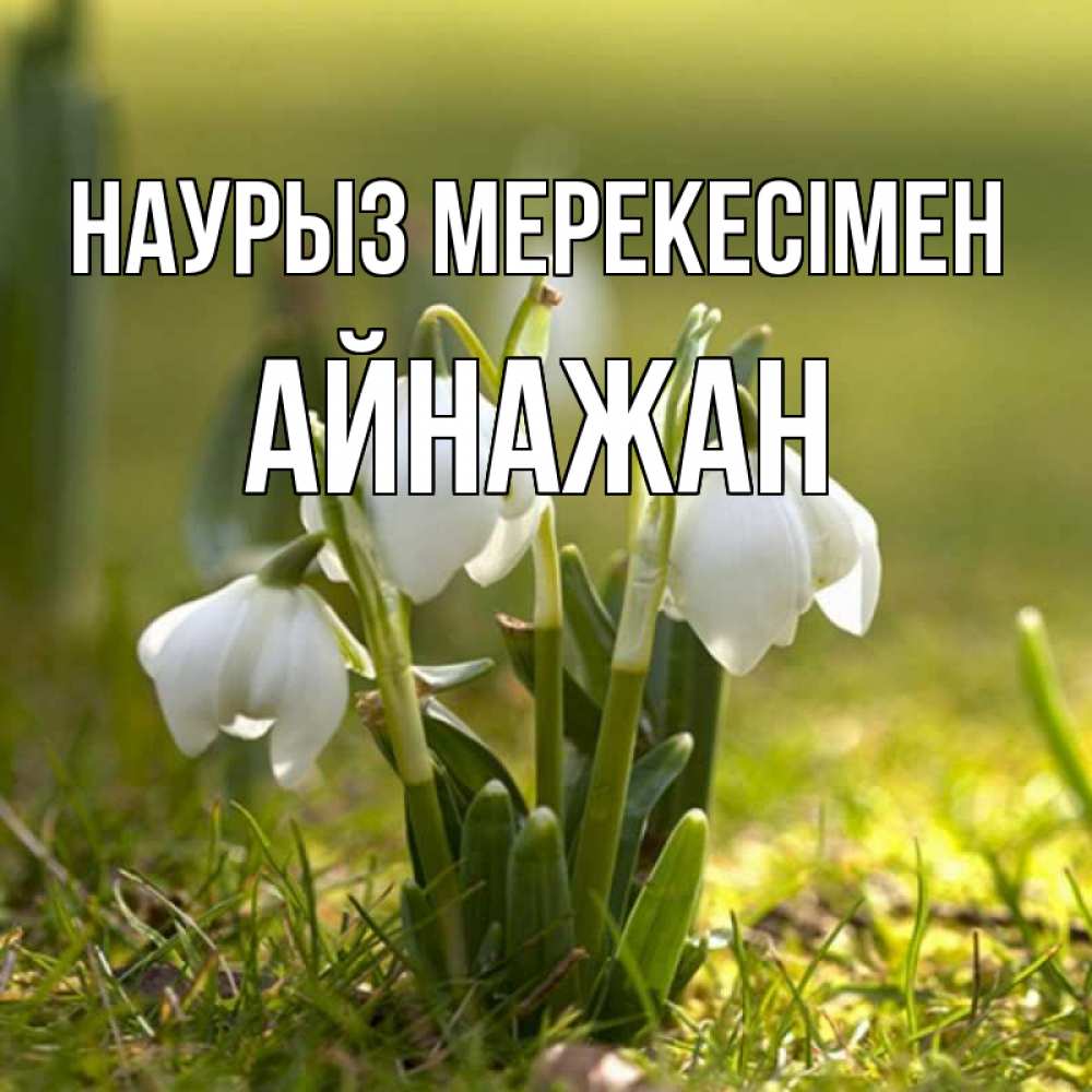 Күн сайын ашық хат с именем, Айнажан Наурыз мерекесімен ранние цветы 2 Онлайн тегін жүктеп алу тілектері бар керемет карта 