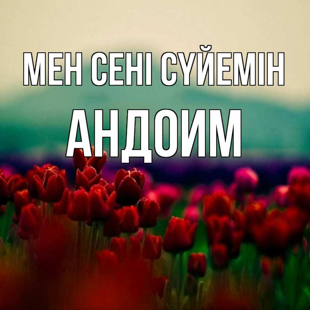 Күн сайын ашық хат с именем, Андоим Мен сені сүйемін тюльпаны 4 Онлайн тегін жүктеп алу тілектері бар керемет карта 