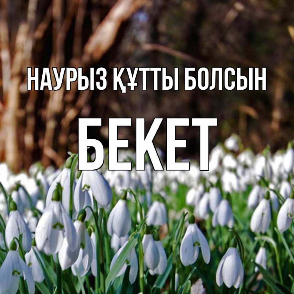Күн сайын ашық хат с именем, Бекет Наурыз құтты болсын с подснежниками 1 Онлайн тегін жүктеп алу тілектері бар керемет карта 