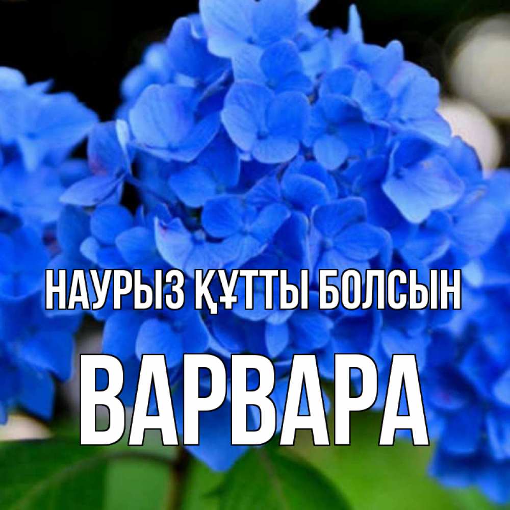Күн сайын ашық хат с именем, Варвара Наурыз құтты болсын синие цветы Онлайн тегін жүктеп алу тілектері бар керемет карта 