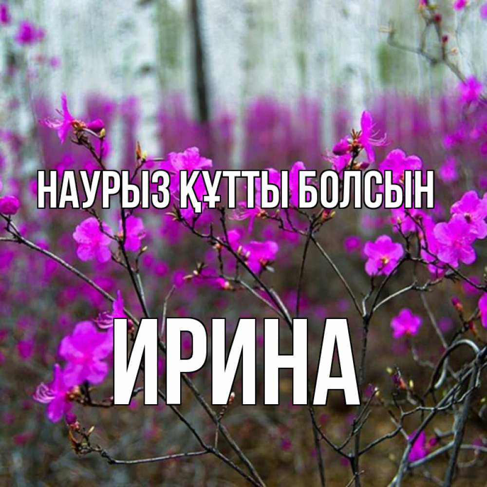 Күн сайын ашық хат с именем, Ирина Наурыз құтты болсын дикие цветы Онлайн тегін жүктеп алу тілектері бар керемет карта 