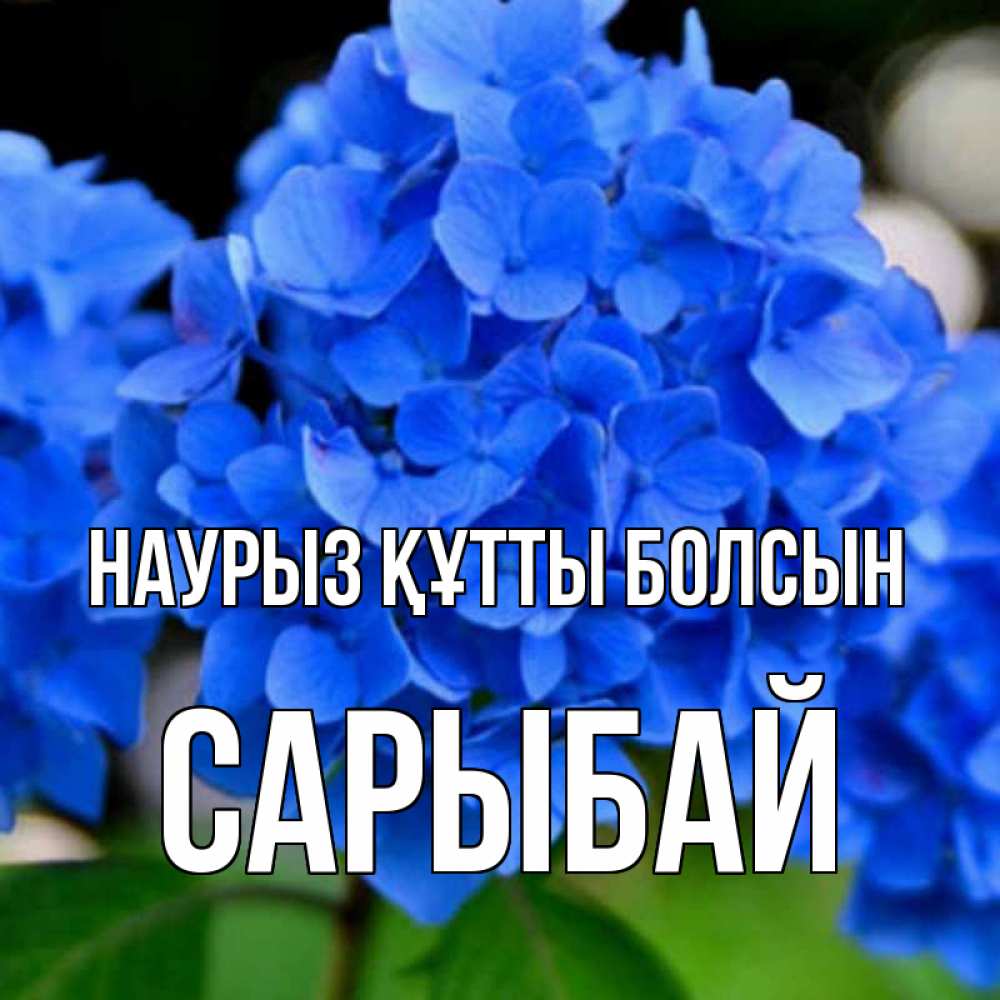 Күн сайын ашық хат с именем, САРЫБАЙ Наурыз құтты болсын синие цветы Онлайн тегін жүктеп алу тілектері бар керемет карта 