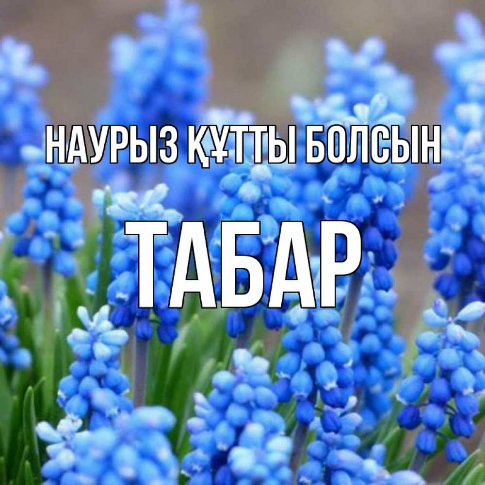 Күн сайын ашық хат с именем, ТАБАР Наурыз құтты болсын Поздравительная открытка для женщин с цветами на праздничную дату Онлайн тегін жүктеп алу тілектері бар керемет карта 