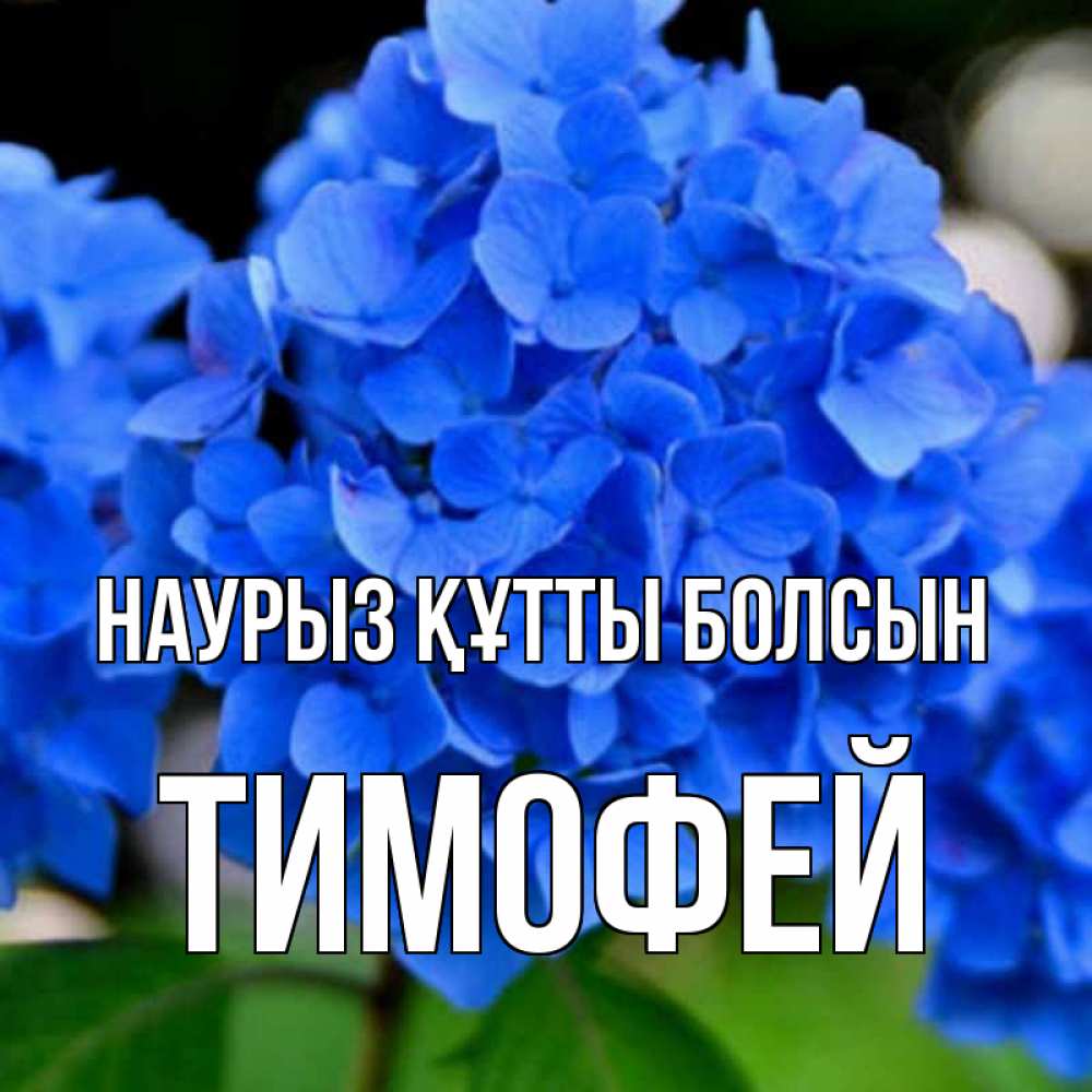 Күн сайын ашық хат с именем, Тимофей Наурыз құтты болсын синие цветы Онлайн тегін жүктеп алу тілектері бар керемет карта 