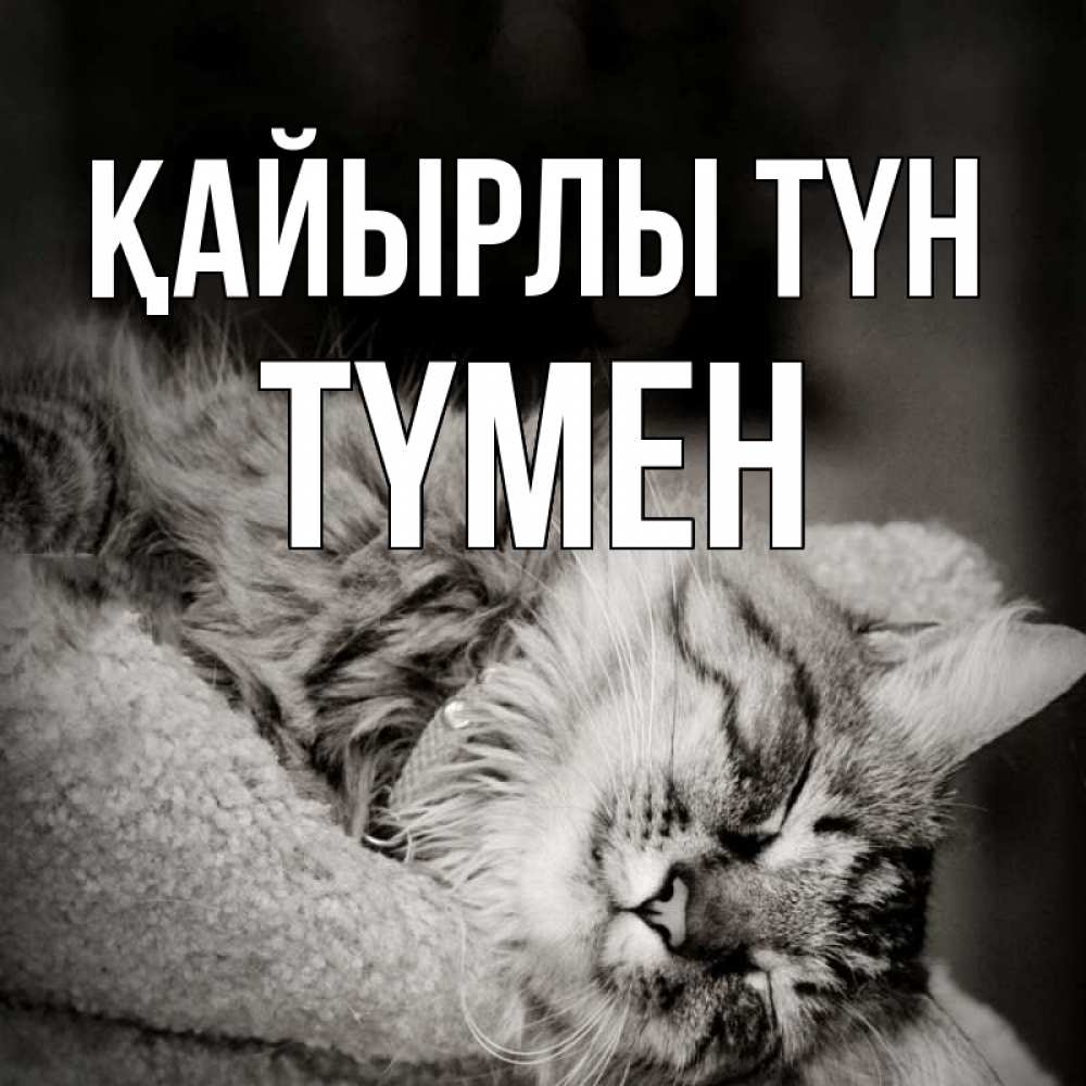 Күн сайын ашық хат с именем, ТҮМЕН Қайырлы түн котярик пушистый Онлайн тегін жүктеп алу тілектері бар керемет карта 