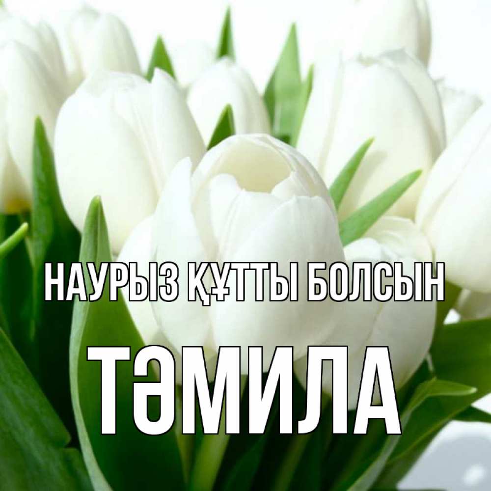 Күн сайын ашық хат с именем, ТӘМИЛА Наурыз құтты болсын цветы Онлайн тегін жүктеп алу тілектері бар керемет карта 