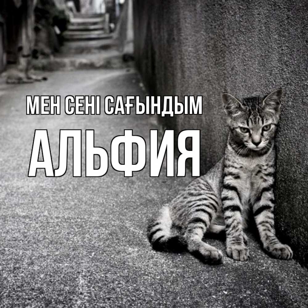 Күн сайын ашық хат с именем, Альфия Мен сені сағындым одиноко котику Онлайн тегін жүктеп алу тілектері бар керемет карта 