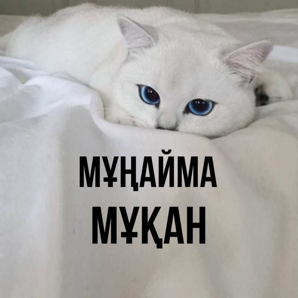 Күн сайын ашық хат с именем, Мұқан Мұңайма Голубоглазая кошка Онлайн тегін жүктеп алу тілектері бар керемет карта 