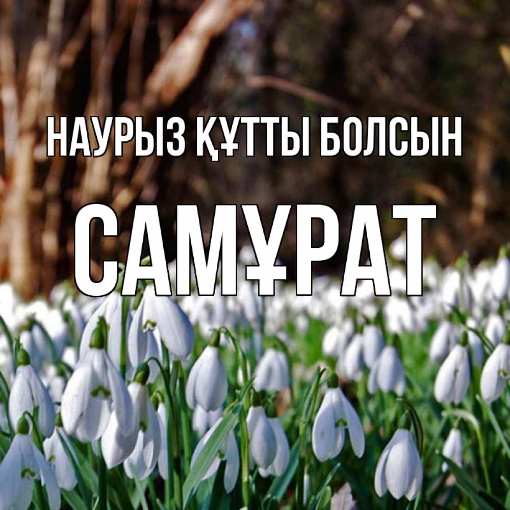 Күн сайын ашық хат с именем, САМҰРАТ Наурыз құтты болсын с подснежниками 1 Онлайн тегін жүктеп алу тілектері бар керемет карта 