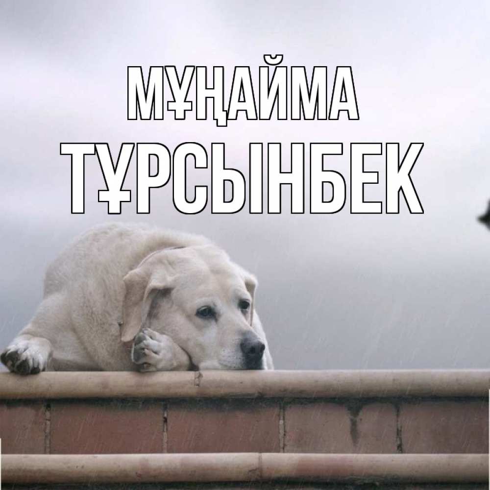 Күн сайын ашық хат с именем, ТҰРСЫНБЕК Мұңайма белый пес 1 Онлайн тегін жүктеп алу тілектері бар керемет карта 