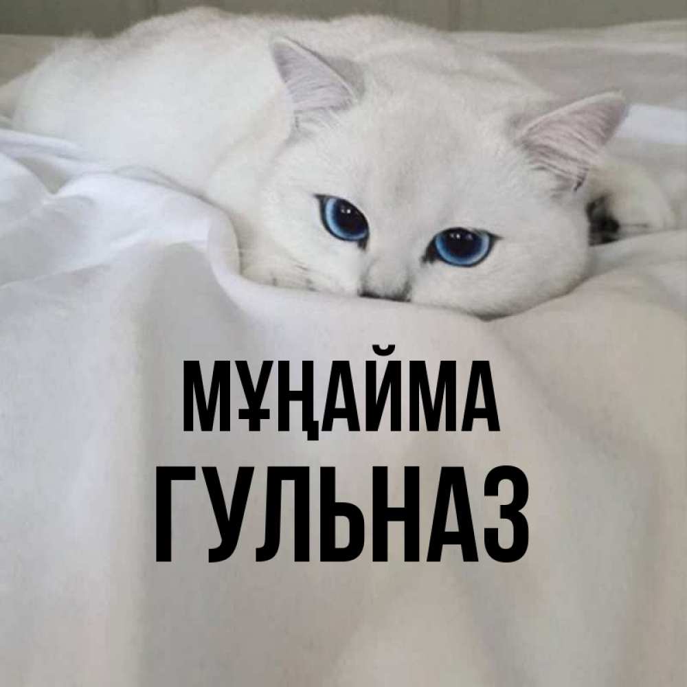 Күн сайын ашық хат с именем, Гульназ Мұңайма Голубоглазая кошка Онлайн тегін жүктеп алу тілектері бар керемет карта 