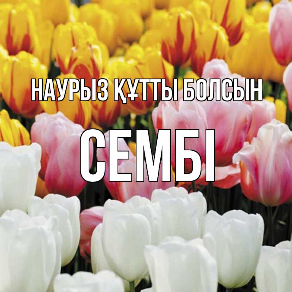 Күн сайын ашық хат с именем, СЕМБІ Наурыз құтты болсын разноцветные цветы Онлайн тегін жүктеп алу тілектері бар керемет карта 