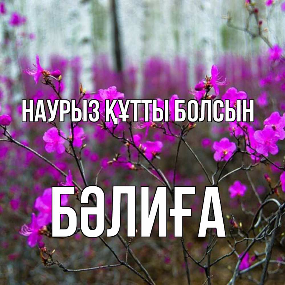 Күн сайын ашық хат с именем, БӘЛИҒА Наурыз құтты болсын дикие цветы Онлайн тегін жүктеп алу тілектері бар керемет карта 