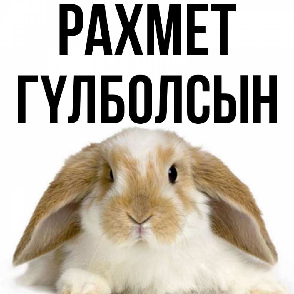 Күн сайын ашық хат с именем, ГҮЛБОЛСЫН рахмет коричнево белый заяц Онлайн тегін жүктеп алу тілектері бар керемет карта 