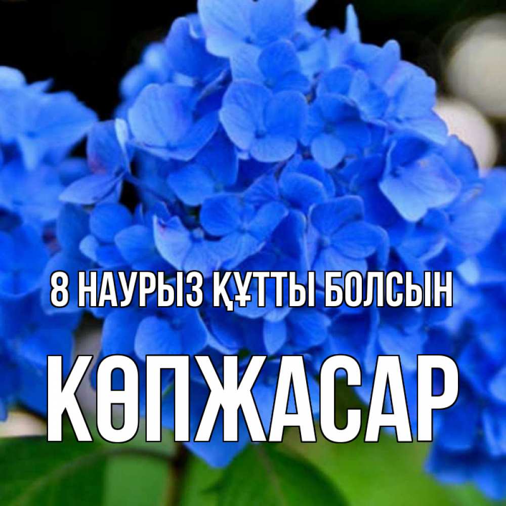 Күн сайын ашық хат с именем, Көпжасар 8 наурыз құтты болсын синие цветы Онлайн тегін жүктеп алу тілектері бар керемет карта 
