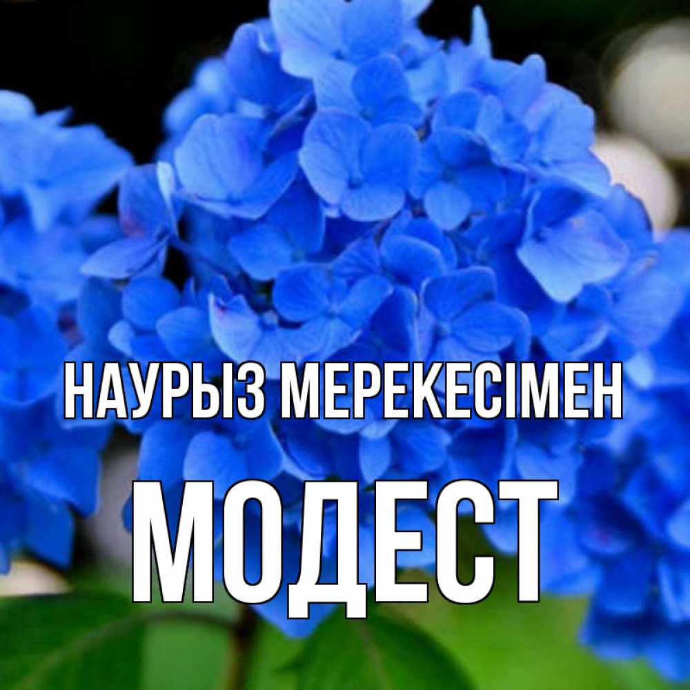 Күн сайын ашық хат с именем, Модест Наурыз мерекесімен синие цветы Онлайн тегін жүктеп алу тілектері бар керемет карта 