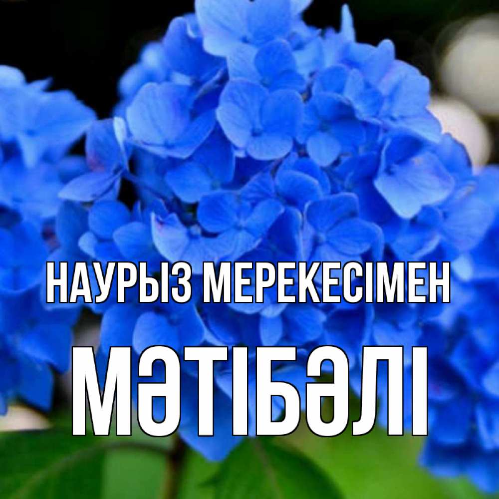 Күн сайын ашық хат с именем, МӘТІБӘЛІ Наурыз мерекесімен синие цветы Онлайн тегін жүктеп алу тілектері бар керемет карта 
