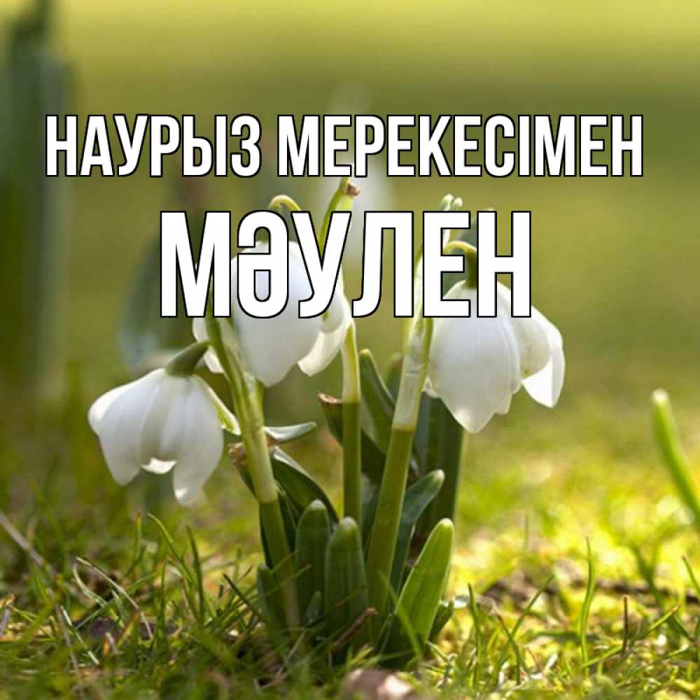 Күн сайын ашық хат с именем, МӘУЛЕН Наурыз мерекесімен ранние цветы 2 Онлайн тегін жүктеп алу тілектері бар керемет карта 
