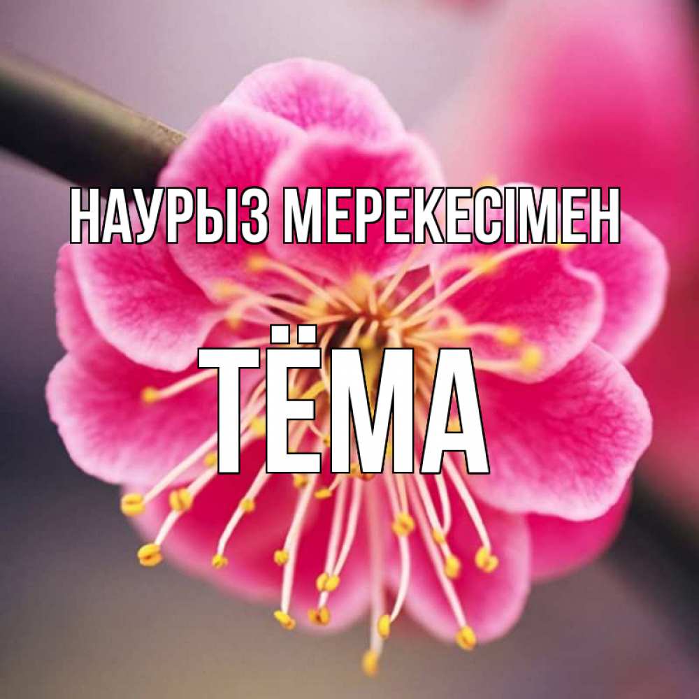 Күн сайын ашық хат с именем, Тёма Наурыз мерекесімен цветы Онлайн тегін жүктеп алу тілектері бар керемет карта 