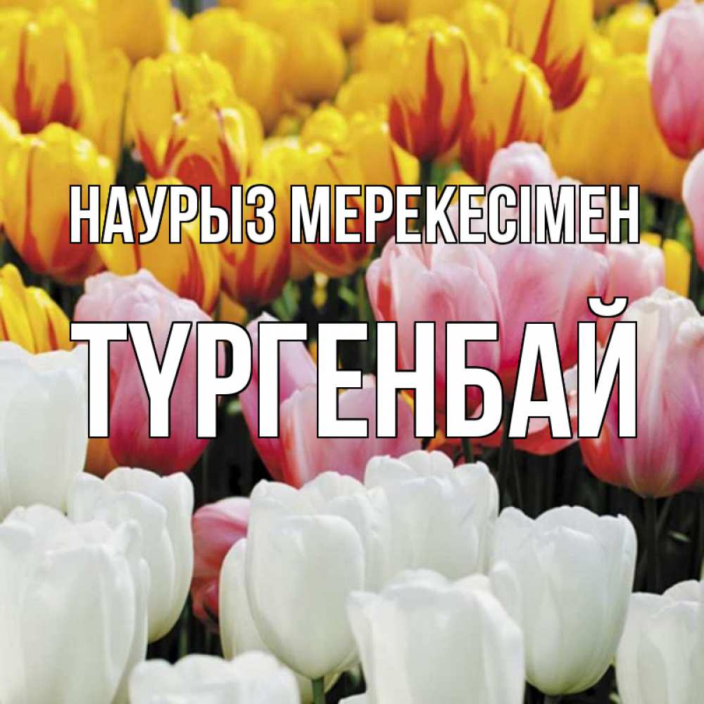 Күн сайын ашық хат с именем, ТҮРГЕНБАЙ Наурыз мерекесімен разноцветные цветы Онлайн тегін жүктеп алу тілектері бар керемет карта 