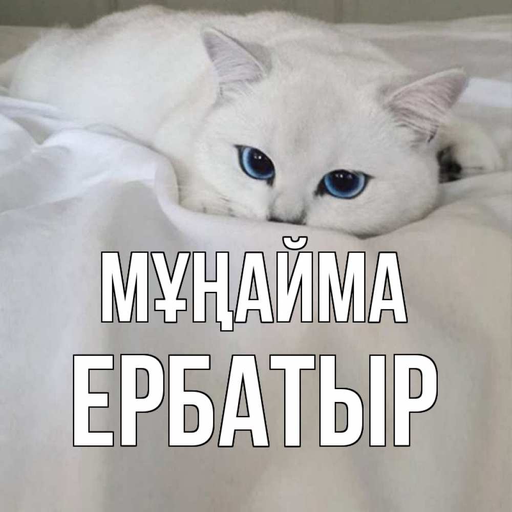 Күн сайын ашық хат с именем, Ербатыр Мұңайма белый кот с голубыми глазами на белоснежной кровати Онлайн тегін жүктеп алу тілектері бар керемет карта 