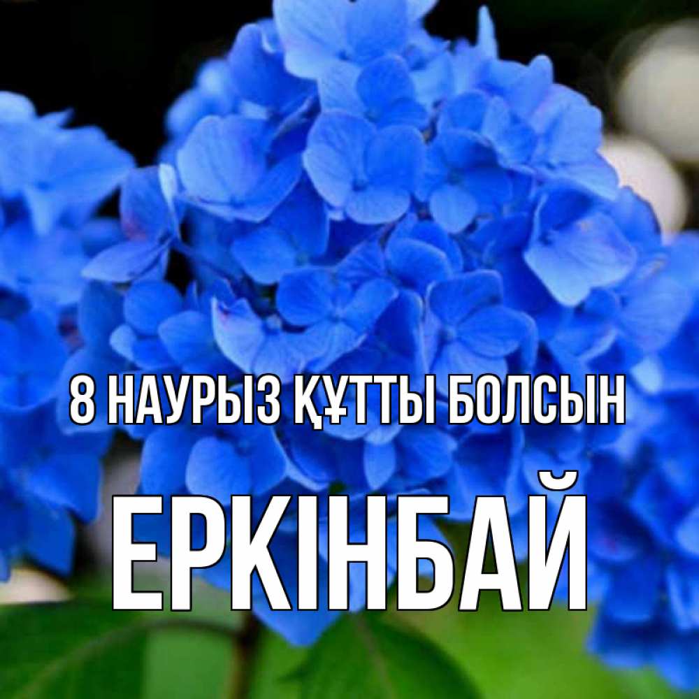 Күн сайын ашық хат с именем, Еркінбай 8 наурыз құтты болсын синие цветы Онлайн тегін жүктеп алу тілектері бар керемет карта 