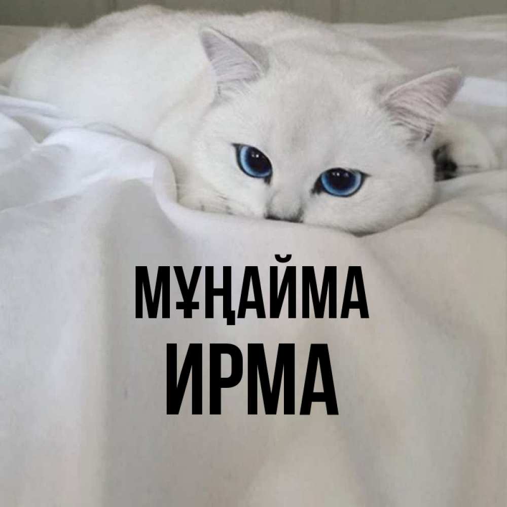 Күн сайын ашық хат с именем, Ирма Мұңайма Голубоглазая кошка Онлайн тегін жүктеп алу тілектері бар керемет карта 