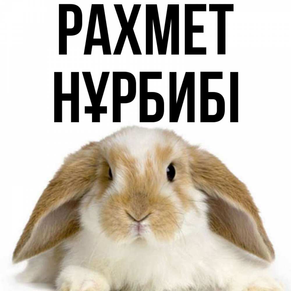 Күн сайын ашық хат с именем, НҰРБИБІ рахмет коричнево белый заяц Онлайн тегін жүктеп алу тілектері бар керемет карта 