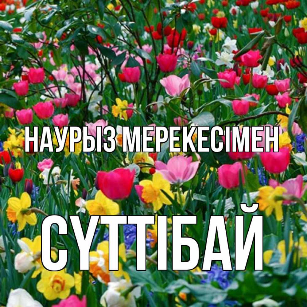 Күн сайын ашық хат с именем, СҮТТІБАЙ Наурыз мерекесімен с наурызом праздником весны поздравления для женщины Онлайн тегін жүктеп алу тілектері бар керемет карта 