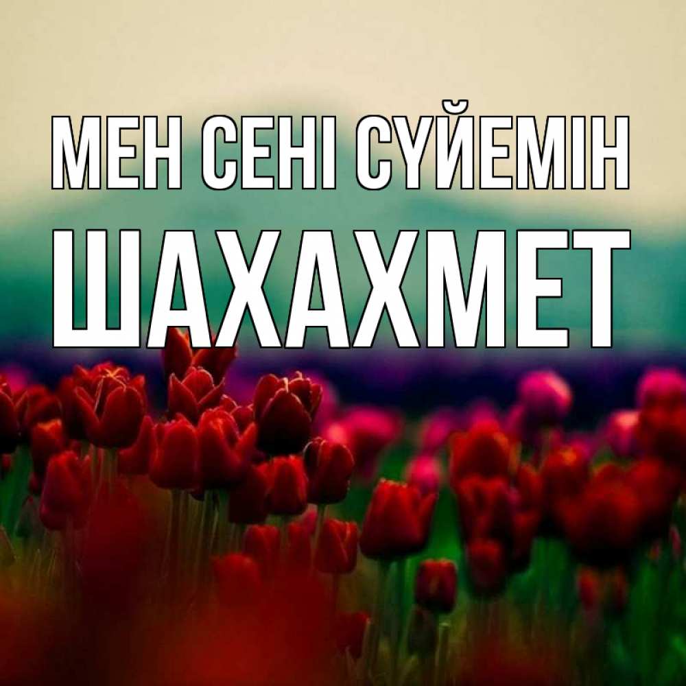 Күн сайын ашық хат с именем, ШАХАХМЕТ Мен сені сүйемін тюльпаны 4 Онлайн тегін жүктеп алу тілектері бар керемет карта 