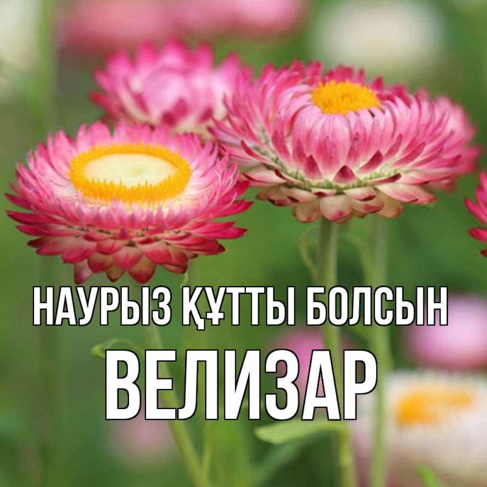 Күн сайын ашық хат с именем, Велизар Наурыз құтты болсын подарок на международный женский день Онлайн тегін жүктеп алу тілектері бар керемет карта 