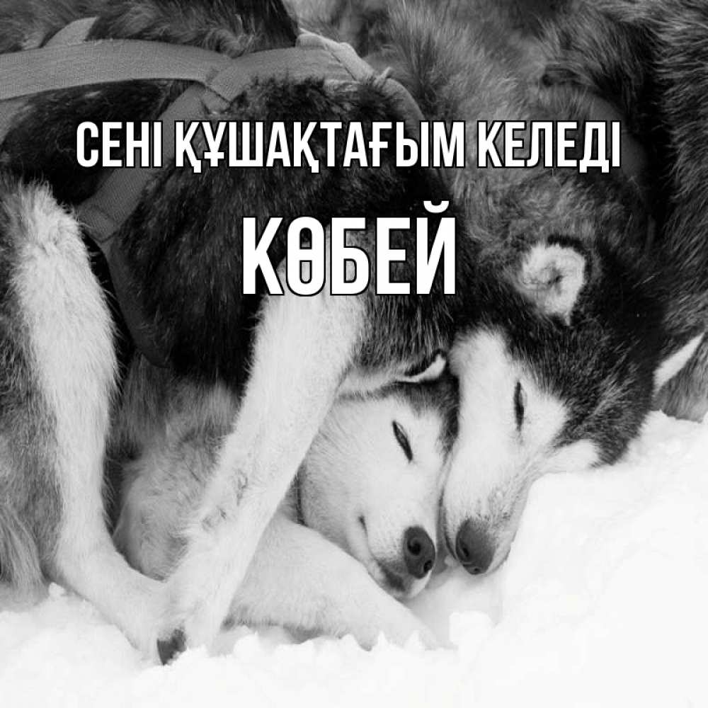Күн сайын ашық хат с именем, Көбей сені құшақтағым келеді собачки в упряжке Онлайн тегін жүктеп алу тілектері бар керемет карта 