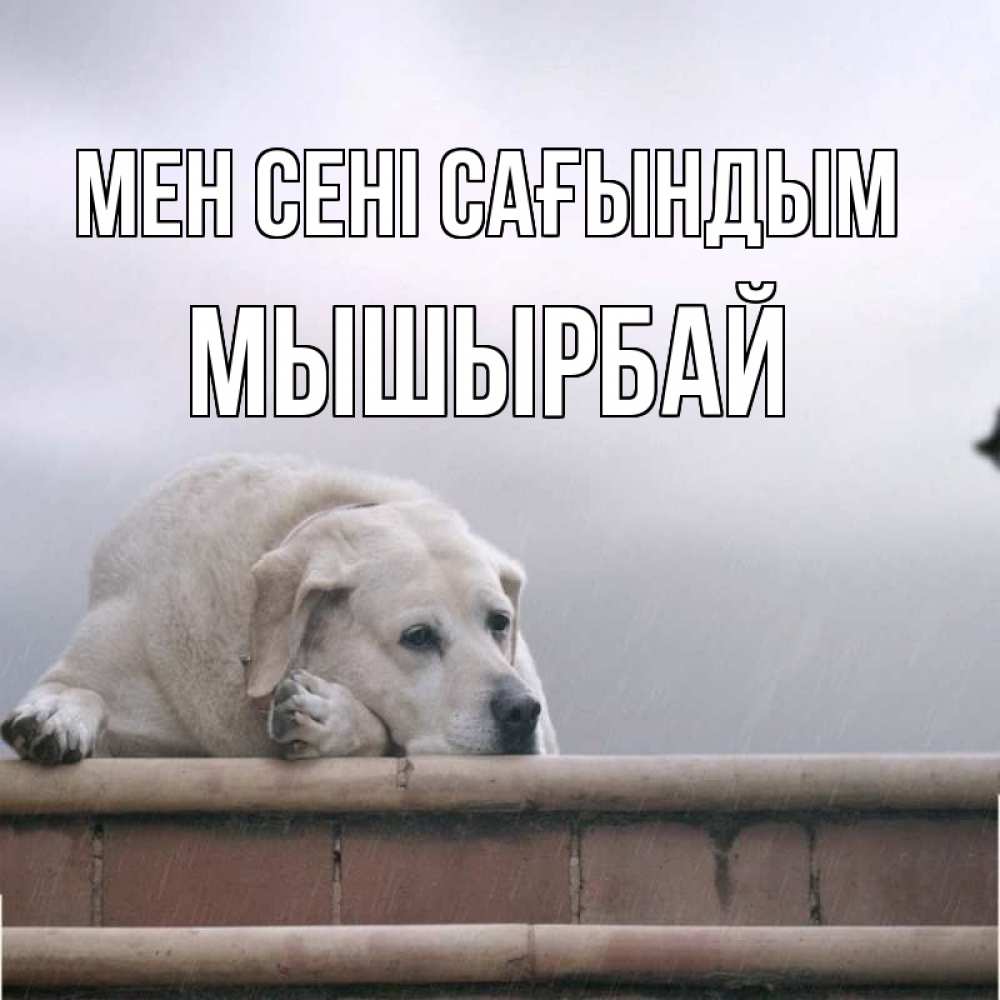 Күн сайын ашық хат с именем, МЫШЫРБАЙ Мен сені сағындым ждет Онлайн тегін жүктеп алу тілектері бар керемет карта 