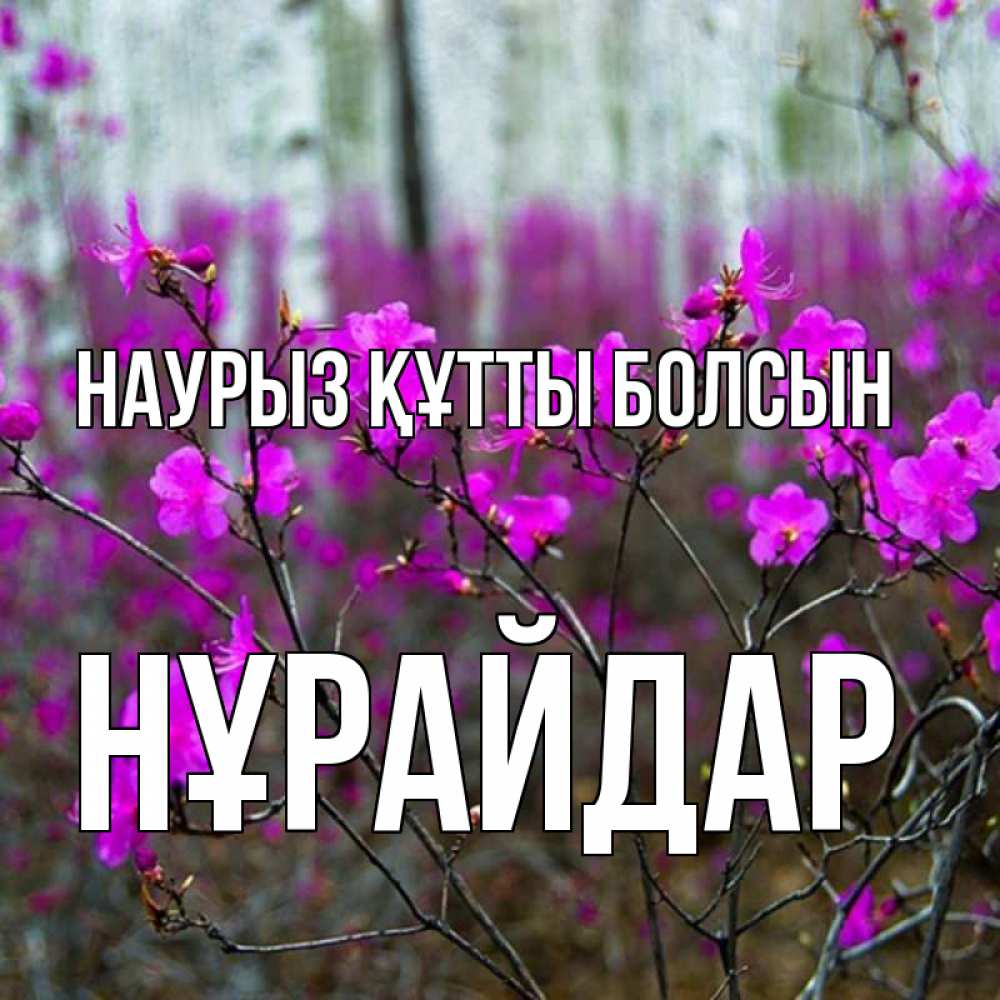 Күн сайын ашық хат с именем, НҰРАЙДАР Наурыз құтты болсын дикие цветы Онлайн тегін жүктеп алу тілектері бар керемет карта 