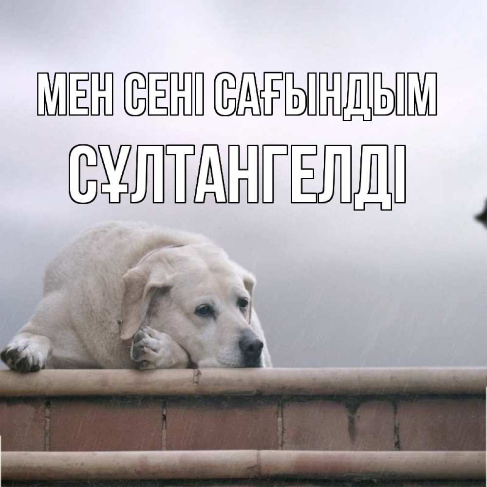 Күн сайын ашық хат с именем, СҰЛТАНГЕЛДІ Мен сені сағындым ждет Онлайн тегін жүктеп алу тілектері бар керемет карта 