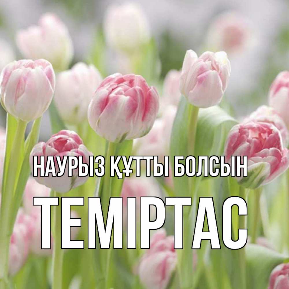 Күн сайын ашық хат с именем, ТЕМІРТАС Наурыз құтты болсын цветы Онлайн тегін жүктеп алу тілектері бар керемет карта 