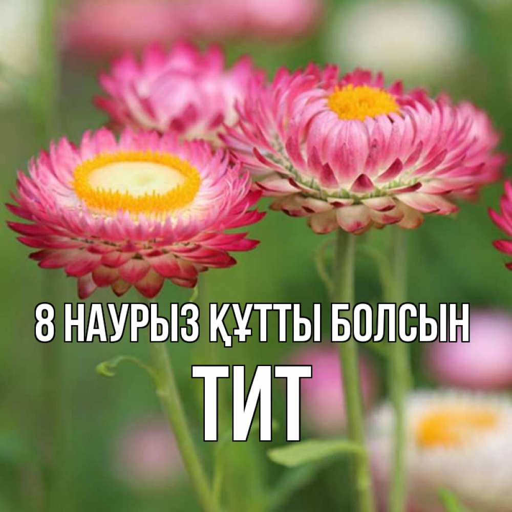 Күн сайын ашық хат с именем, Тит 8 наурыз құтты болсын подарок на международный женский день Онлайн тегін жүктеп алу тілектері бар керемет карта 