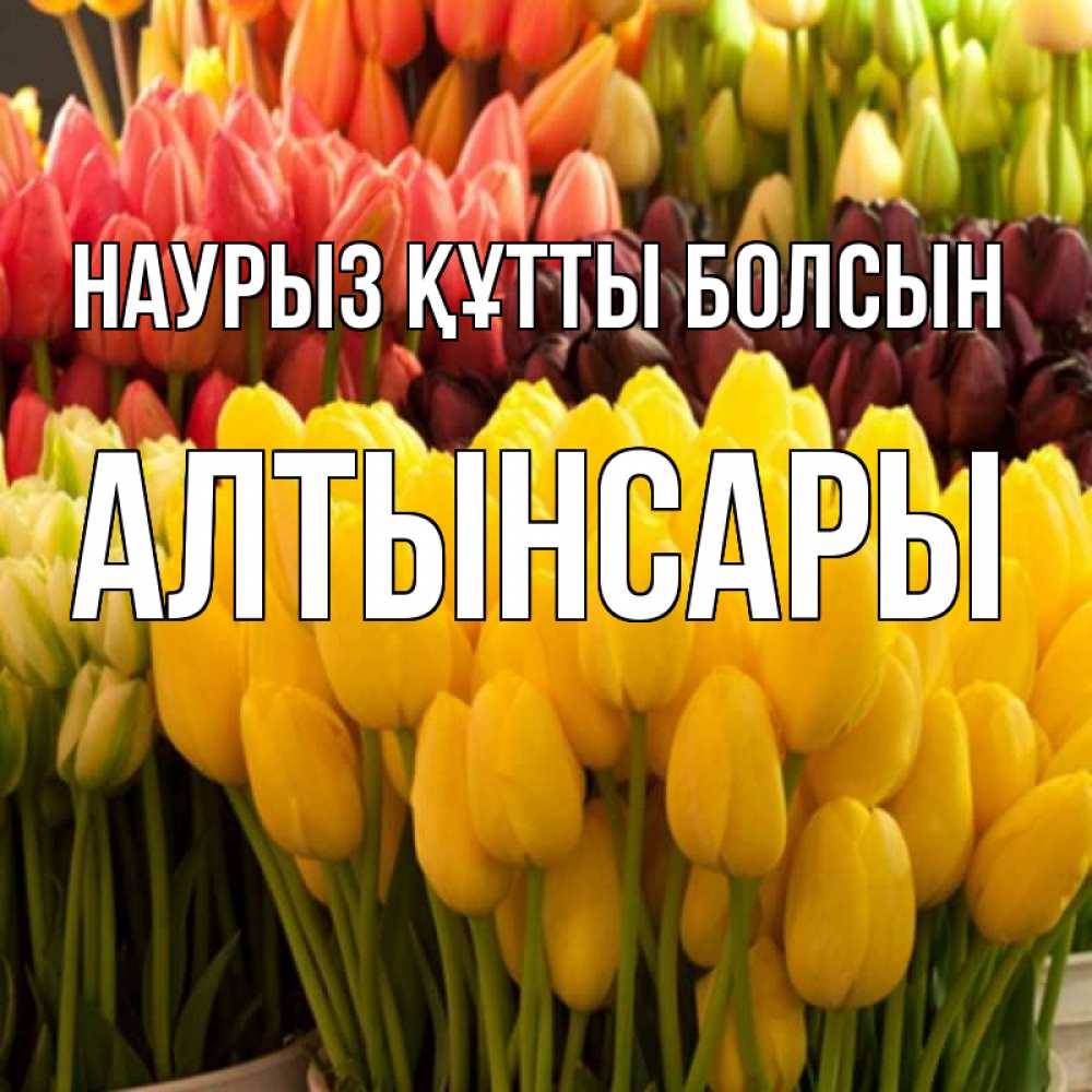 Күн сайын ашық хат с именем, Алтынсары Наурыз құтты болсын цветы Онлайн тегін жүктеп алу тілектері бар керемет карта 