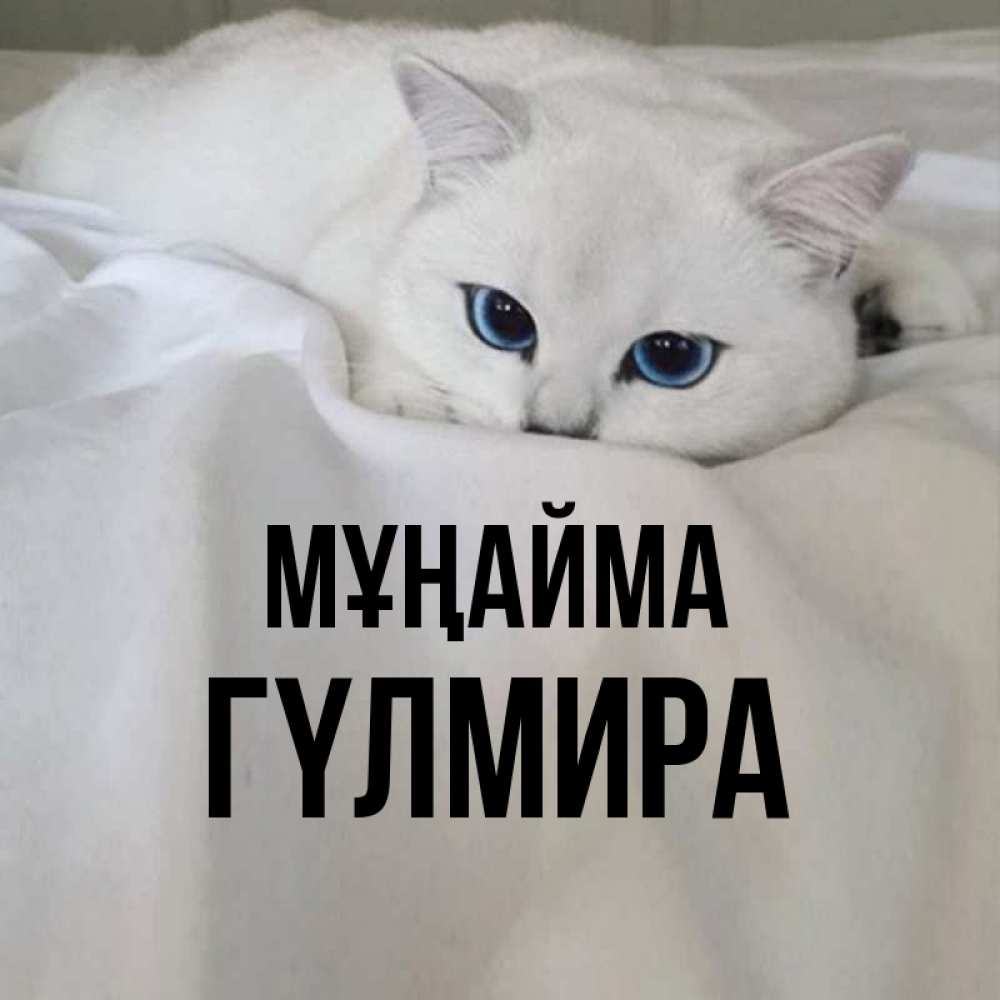 Күн сайын ашық хат с именем, ГҮЛМИРА Мұңайма Голубоглазая кошка Онлайн тегін жүктеп алу тілектері бар керемет карта 