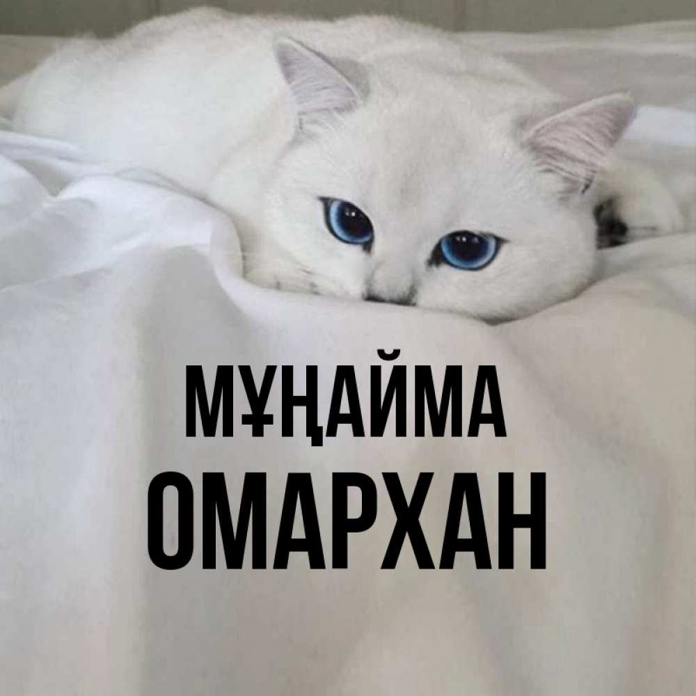 Күн сайын ашық хат с именем, ОМАРХАН Мұңайма Голубоглазая кошка Онлайн тегін жүктеп алу тілектері бар керемет карта 