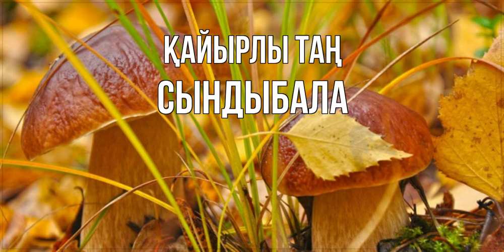 Күн сайын ашық хат с именем, СЫНДЫБАЛА Қайырлы таң осенние грибы Онлайн тегін жүктеп алу тілектері бар керемет карта 