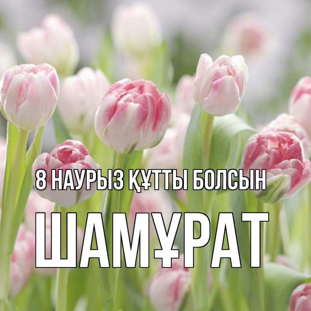 Күн сайын ашық хат с именем, ШАМҰРАТ 8 наурыз құтты болсын цветы Онлайн тегін жүктеп алу тілектері бар керемет карта 