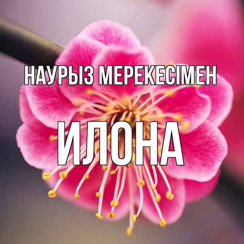 Күн сайын ашық хат с именем, Илона Наурыз мерекесімен цветы Онлайн тегін жүктеп алу тілектері бар керемет карта 